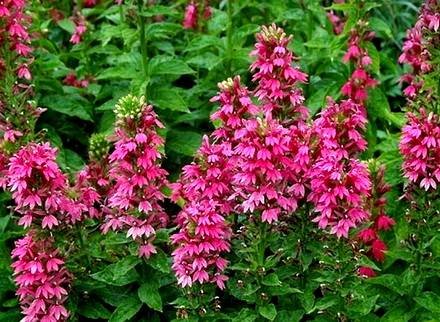 Lobelia8