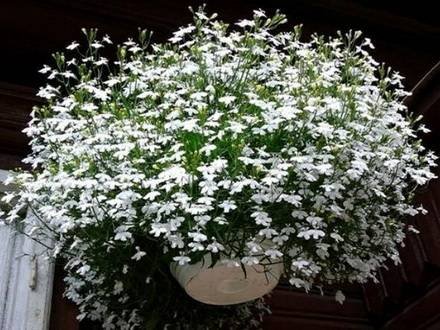 Lobelia9