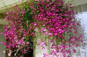 LobeliaRedCascade
