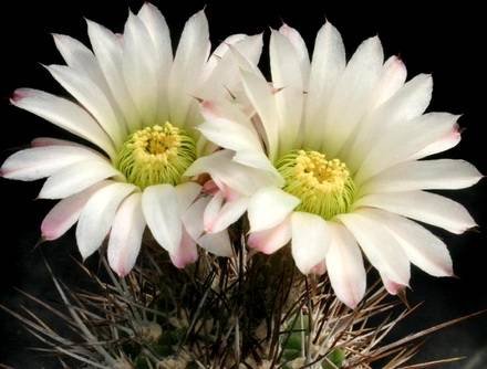 LobiviaSpiniflora