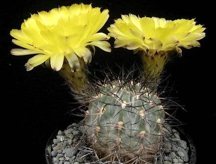 LobiviaThionantha