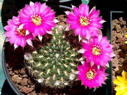 LobiviaTiegeliana