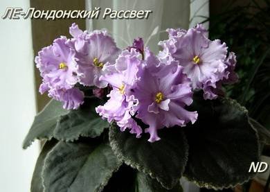ЛондонскийРассвет2