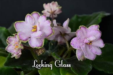 LookingGlass3