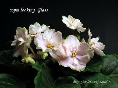 LookingGlass5