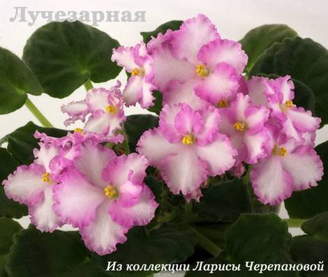 Лучезарная1