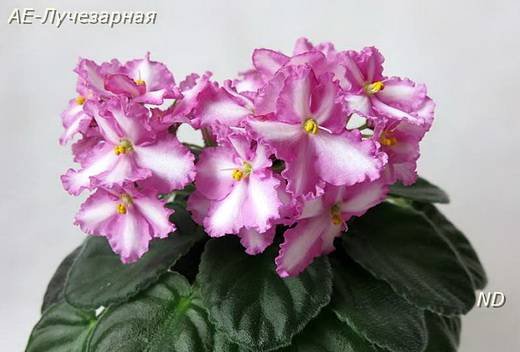 Лучезарная6