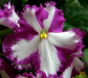 LuckyPinwheel9