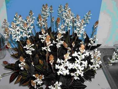 Ludisia9