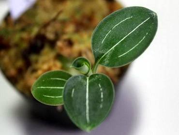 LudisiaNegraAmbrosia