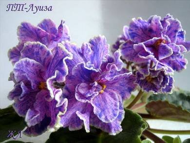Луиза2