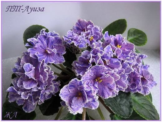 Луиза6