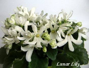 LunarLilyWhite3
