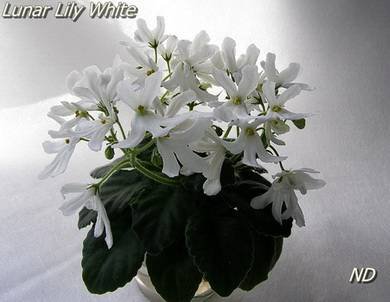 LunarLilyWhite7