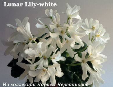 LunarLilyWhite8