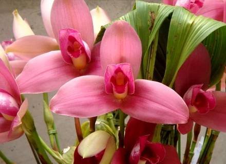 Lycaste1