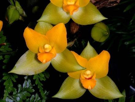 Lycaste2