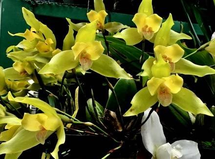 Lycaste3