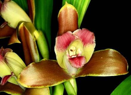 Lycaste4