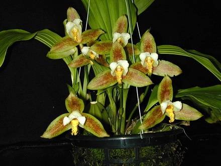 Lycaste5