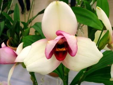 Lycaste7