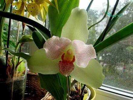 Lycaste7