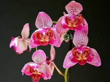 Lycaste8