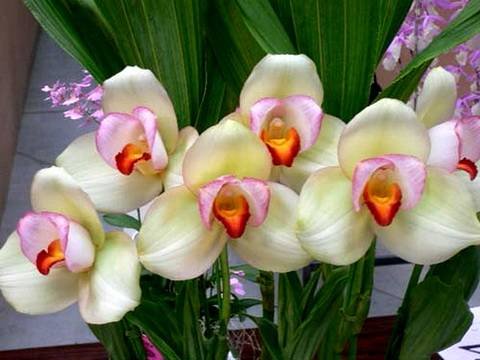 Lycaste8