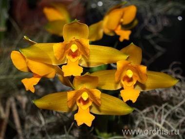 Lycaste9