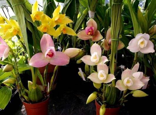 Lycaste9