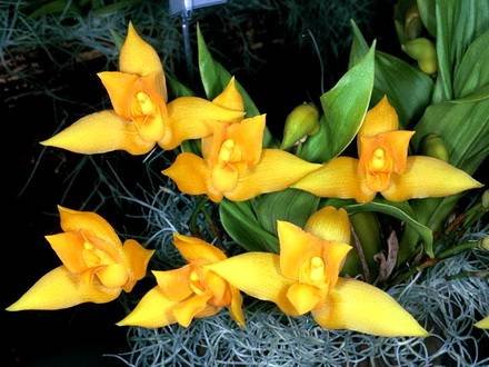 LycasteAromatica