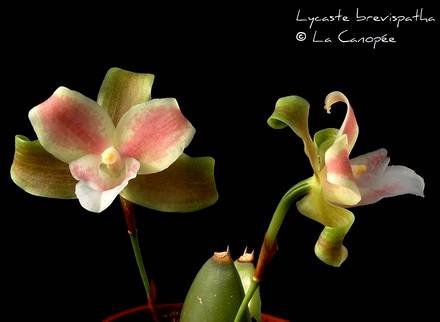 LycasteBrevispatha