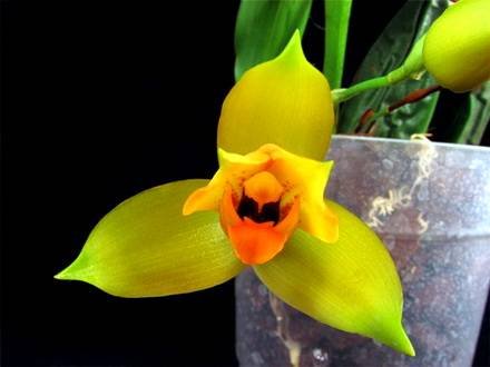 LycasteCruenta