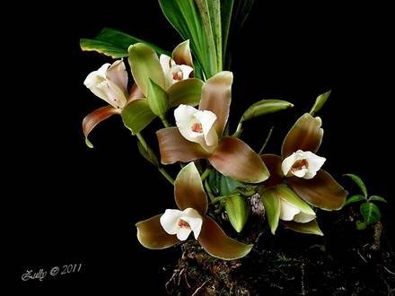 LycasteMacrophylla