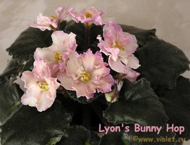 LyonsBunnyHop2