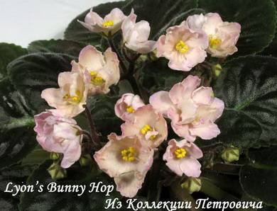 LyonsBunnyHop3