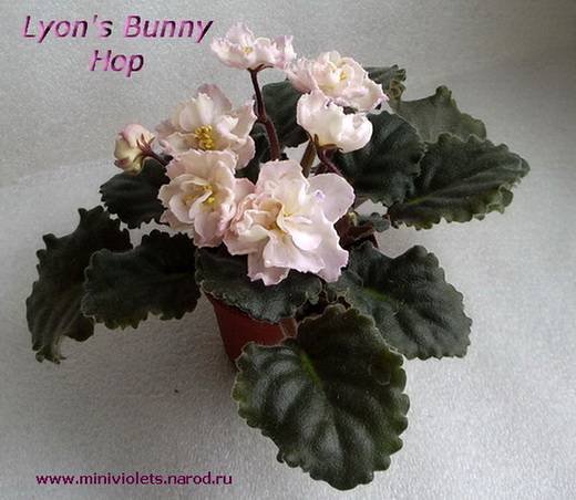 LyonsBunnyHop6