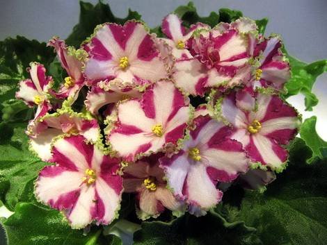 LyonsCrownJewel1