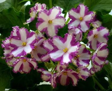 LyonsCrownJewel2