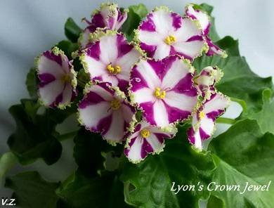 LyonsCrownJewel4