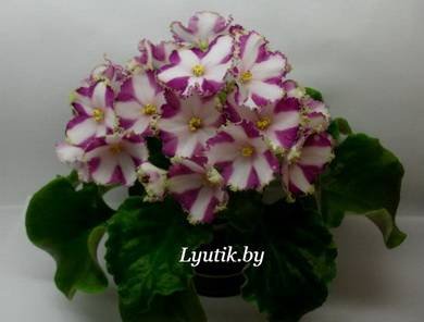 LyonsCrownJewel5