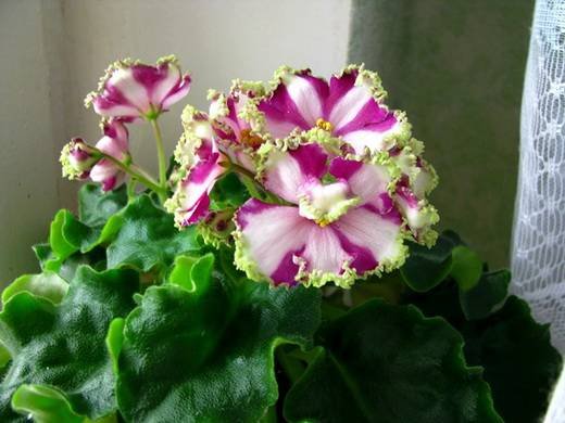 LyonsCrownJewel6