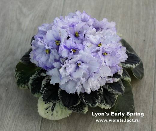 Lyon'sEarlySpring6
