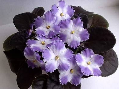 Lyon'sLavenderMagic5