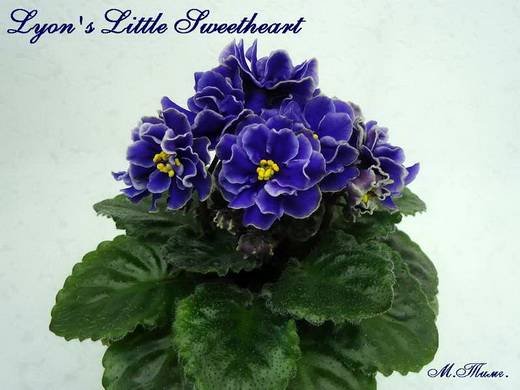 Lyon'sLittleSweetheart6