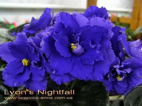 LyonsNightfall1