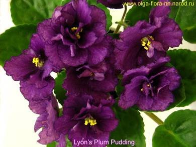 LyonsPlumPudding3