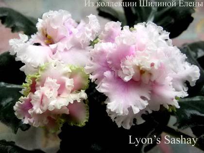 LyonsSashay7