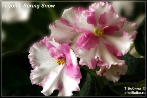 Lyon'sSpringSnow1