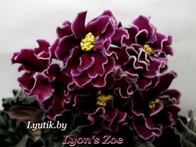LyonsZoe3
